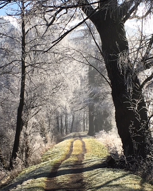 Naturfoto Weg - Altmann Consultants GmbH